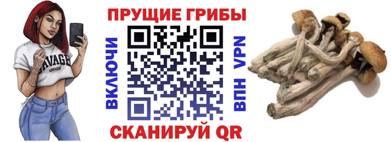 Псилоцибиновые грибы GOLDEN TEACHER  Элиста 